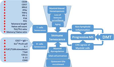 Efficacy of Disease Modifying Therapies in Progressive MS and How Immune Senescence May Explain Their Failure